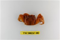 藏品(帝王仿相手蟹)的圖片